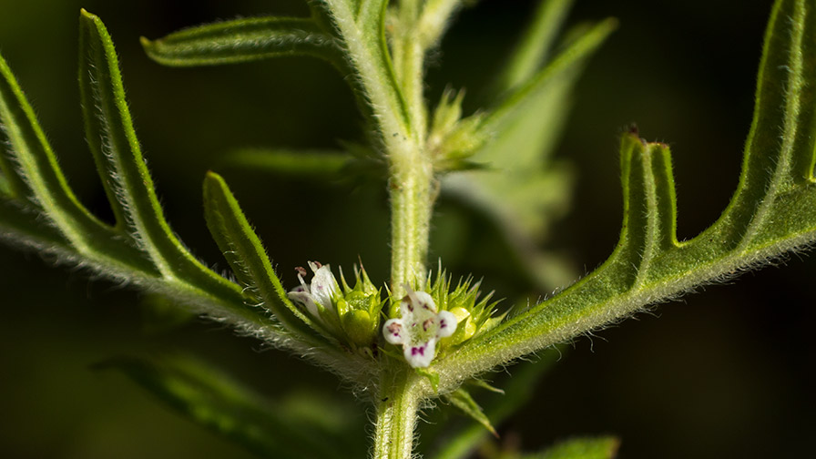 Lycopus exaltatus (Lamiaceae)
